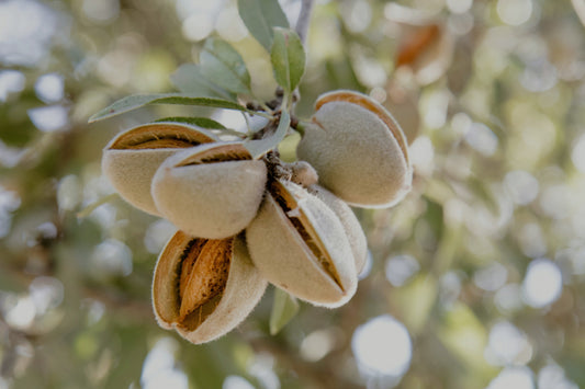 Amandes et Durabilité : Pourquoi Cet Ingrédient Est un Modèle d’Agriculture Responsable ?